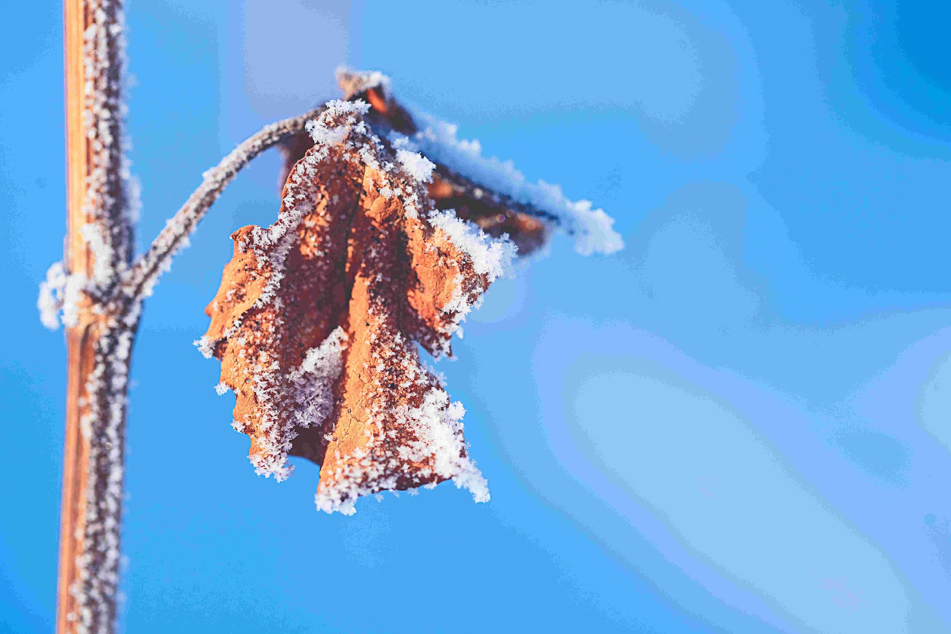 ��ʨ�����(�й�)���޹�˾-Official website